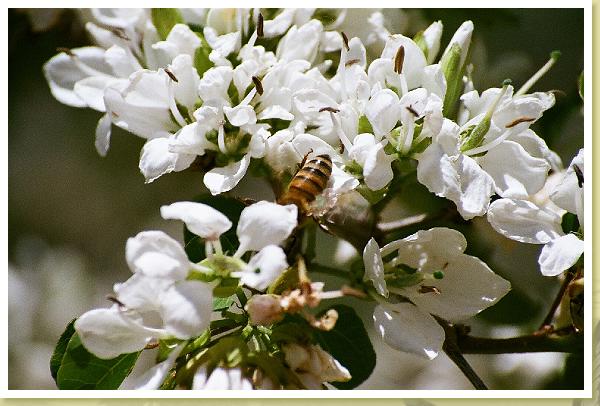 LBJflowers and Girls_0022